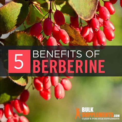 what are berberine side effects